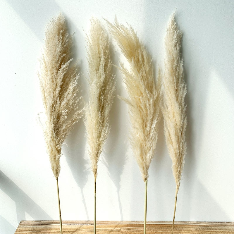 Natural Pampas Grass (10 pieces)